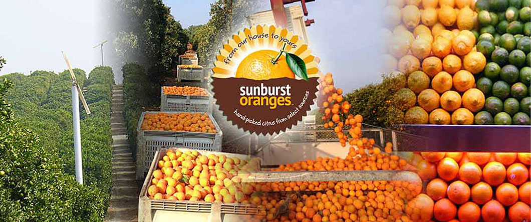 Sunburst Oranges
